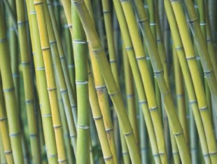 fototapeta 17